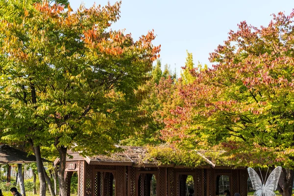 Hösten Syn Gröna Träd Vid Seoul Skogspark Centrala Seoul Sydkorea — Stockfoto