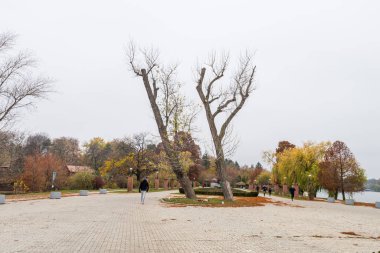 Bükreş 'teki Herastrau parkındaki huzurlu ve renkli ağaçlar veya Romanya' nın Bükreş kentinin kuzeyindeki büyük bir park olan Kral I. Michael Parkı