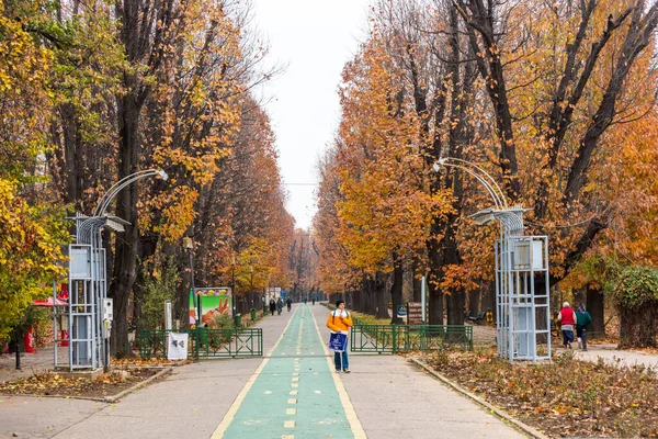 Arbres Paisibles Colorés Dans Parc Herastrau Bucarest King Michael Park — Photo