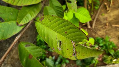 Yeşil tropikal yaprakların yakın çekimi toprağı ve taştan arka planı olan doğal bir bahçede oluşan damar ve böcek hasarlarını gösteriyor..