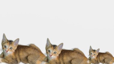 Üç sevimli kedi yavrusu bembeyaz bir arkaplan karşısında yan yana otururlar. Evcil hayvan temaları ve tasarım kullanımı için mükemmeldir..
