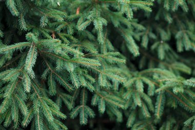 Karpat Smereka'nın yeşil dalları