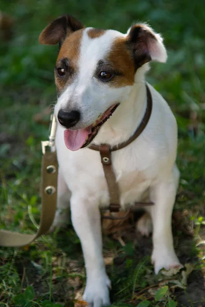 Jack Russell Terrier e 'seduto sull'erba. — Foto Stock