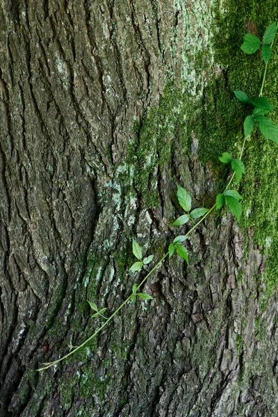 Yeşil yosun ve bir ağaç kabuğu üzerinde yabani üzüm dalı