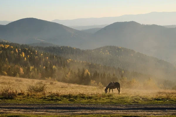Un cheval broute dans les montagnes par une journée ensoleillée — Photo