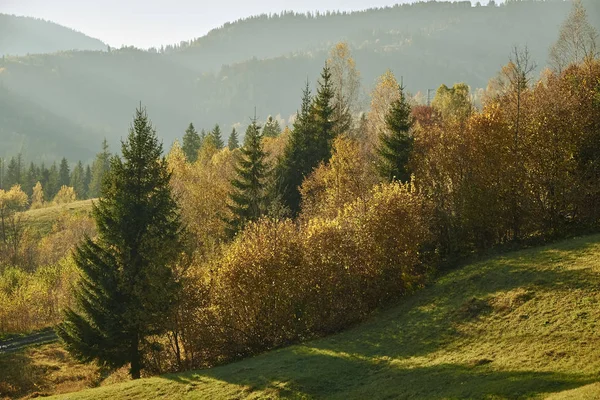 Forêt d'automne dans les montagnes par une journée ensoleillée . — Photo