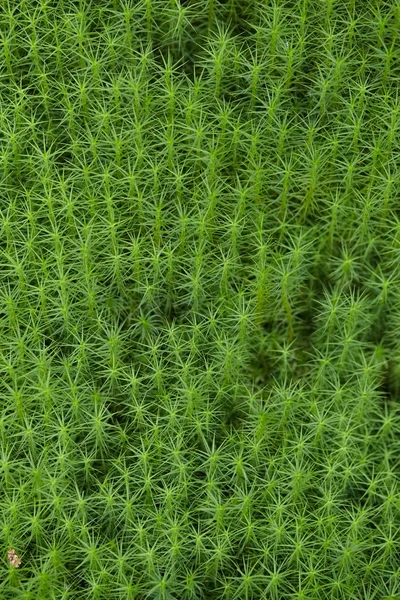 Tall green moss. Background. Texture — Stock Photo, Image