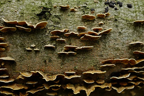 Cogumelos insignificantes em um tronco de árvore — Fotografia de Stock