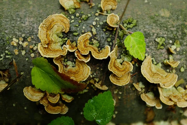 Ungenießbare Pilze und Laub auf einem Baumstamm. — Stockfoto
