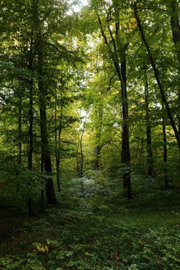Orman. Yaprak döken ormanda güneşli bir sabah