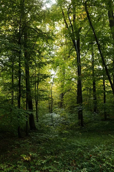 Floresta. Manhã ensolarada na floresta decídua — Fotografia de Stock