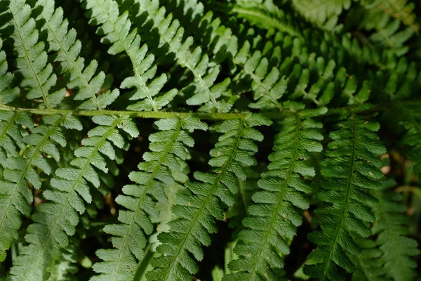 Folha de samambaia verde perto — Fotografia de Stock