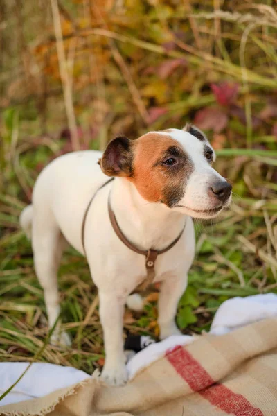 Cane bianco Jack Russell Terrier è in piedi sull'erba . — Foto Stock
