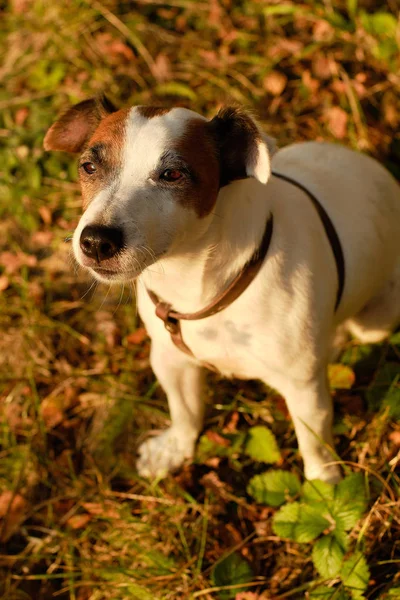 Cane bianco Jack Russell Terrier seduto su uno sfondo di foglie di autunno — Foto Stock