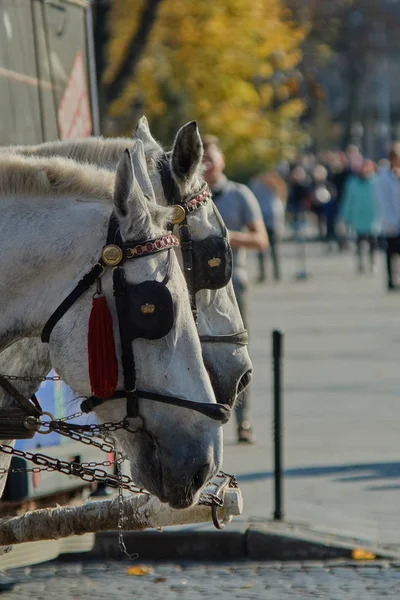 Heads of two white horses in blinders close-up