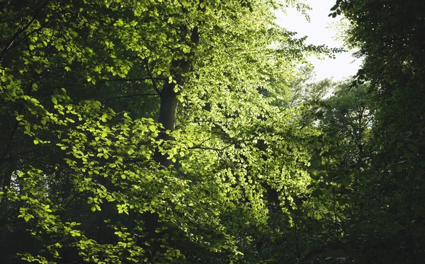 Folhagem verde brilhante bonita em uma floresta de verão . — Fotografia de Stock