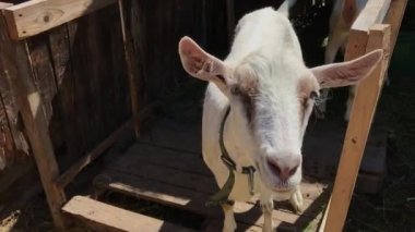 Kalemdeki beyaz keçi kameraya bakıyor. Çiftlik hayvanları çiftçiliğine yakın çekim