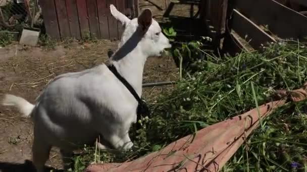 Bílá koza skočila na hromadu vytrhané trávy a snědla ji.. — Stock video