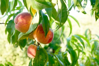 Güzel olgun şeftaliler gökyüzüne karşı bir dala tutunurlar. bulanık ve seçici odak