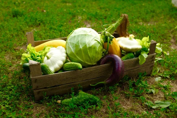 Verdure fresche di fattoria in scatola di legno su uno sfondo di erba verde. — Foto Stock