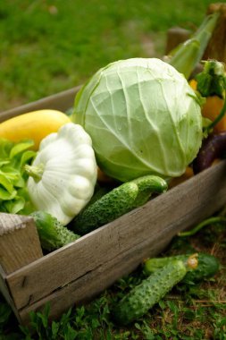 Ahşap kutuda taze çiftlik sebzeleri, yeşil çimenlerin arka planında, yakın plan. lahana, kabak, kabak, salatalık.. 