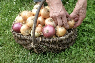 Yaşlı bir kadının elleri hasır sepete soğan bırakıyor. Çiftçilik ve organik gıda kavramı.