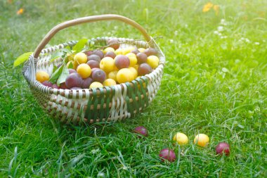 Olgun kiraz eriği sepetinin içinde yeşil çimlerin üzerinde, güneş ışınlarıyla aydınlatılmış, yaz ve hasat kavramı.