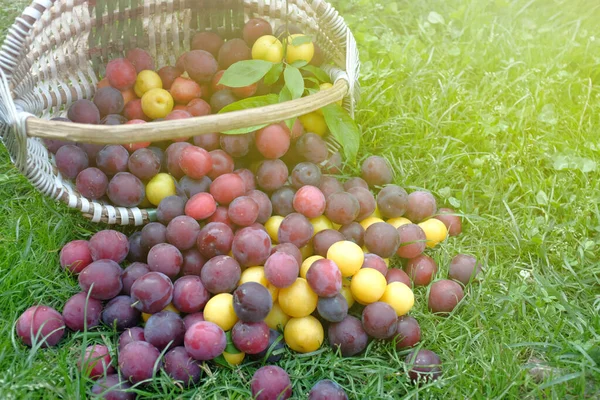 Maturare prugna ciliegia in un cestino di vimini su uno sfondo di erba verde, illuminato dai raggi del sole. i frutti sono sparsi sull'erba. — Foto Stock