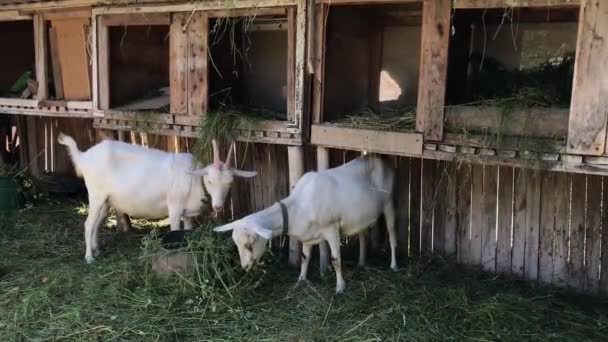 Två vita getter i hagen som äter gräs. Närbild av djurhållningen — Stockvideo