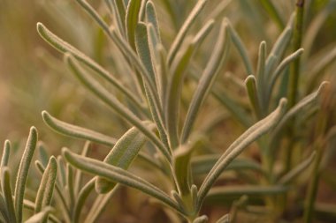 Lavanta yaprakları, seçici odaklanma ve bulanıklık. Hassas gümüş gri renk..