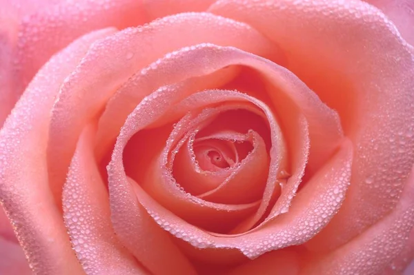 Rosa zarte schöne Rose Nahaufnahme. Tautropfen auf die Blütenblätter. Bild für Postkarten, Hochzeitseinladungen, Vollrahmen. — Stockfoto