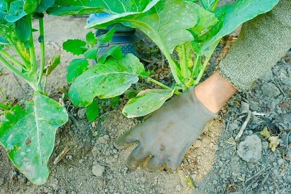 Les mains gantées s'occupent des choux. Le chou pousse dans un sol très pauvre et sec. Concept de problèmes agricoles. — Photo