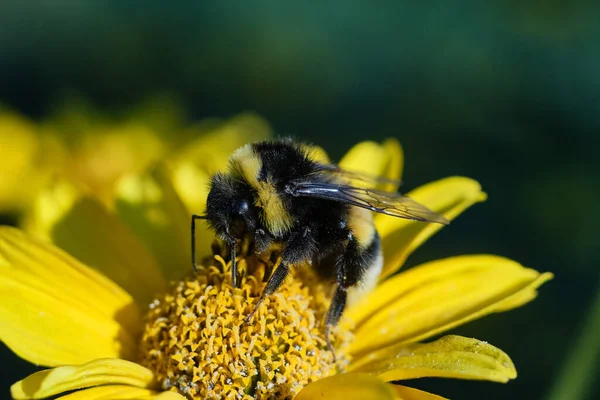Primer plano de un abejorro sentado en una flor amarilla. Concepto de verano. Enfoque selectivo y fondo borroso. — Foto de Stock