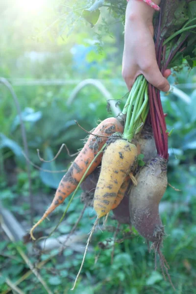 Raíz de verduras, zanahorias y remolachas en la mano en el fondo de la huerta. Concepto de agricultura y cosecha. — Foto de Stock