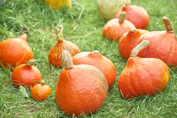 Orangefarbene Hokkaido-Kürbisse liegen auf dem grünen Gras. Erntedank- und Erntekonzept. Unschärfe und selektiver Fokus — Stockfoto