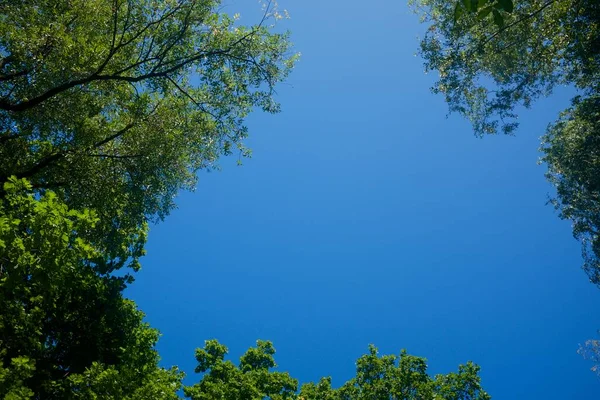 Céu azul claro emoldurado por copas de árvores. — Fotografia de Stock
