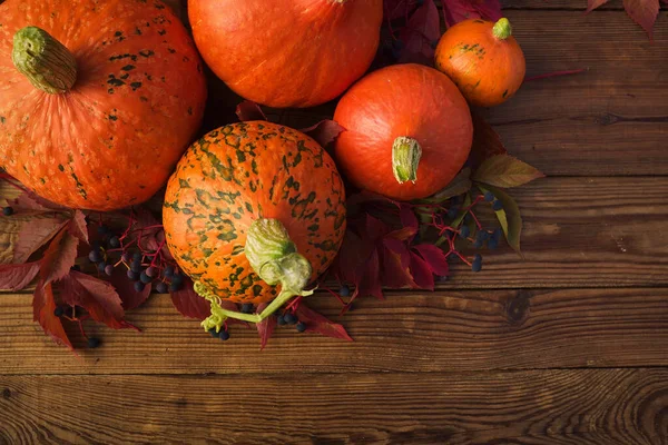 Herbst Hintergrund - Kleine orangefarbene Kürbisse mit roten Blättern auf einem dunklen Holztisch. Blick von oben und Danksagungskonzept.. — Stockfoto
