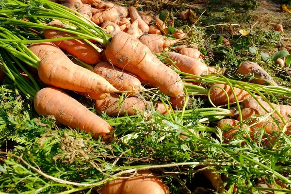 Zanahorias frescas con colas yacen en el suelo en un huerto. Las verduras están iluminadas por los rayos del sol.. Concepto de cosecha y agricultura. — Foto de Stock
