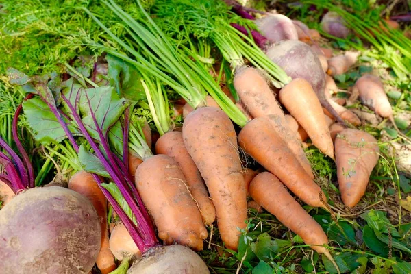 Zanahorias con remolachas con colas yacen en el suelo en el jardín. Día soleado. Concepto de cosecha y agricultura. — Foto de Stock