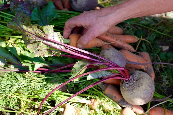 Verduras de raíz recién recogidas, zanahorias con colas de caballo y remolachas en la mano en el fondo de la huerta. Concepto de agricultura y cosecha. — Foto de Stock