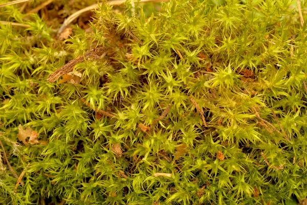 O musgo da floresta verde aproxima-se. Antecedentes para eco-tema. Vista superior e quadro completo. — Fotografia de Stock