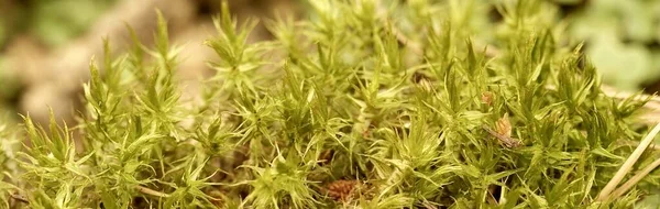 Green forest moss close-up. Background for eco-theme. Banner and full frame. — Stock Photo, Image