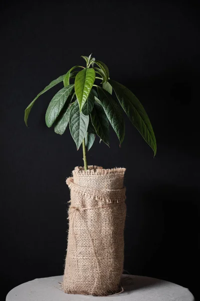 Pohon alpukat kecil dalam panci dengan latar belakang hitam. Konsep minimalisme dan kealamian di dalam rumah. — Stok Foto