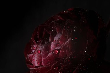 Siyah arka planda taç yapraklarına su damlacıkları konmuş koyu kırmızı ranunculus çiçeğinin yakın çekimi. Güzellik, kozmetik, parfüm ve lüks marka kavramları için zarif bir makro.. 