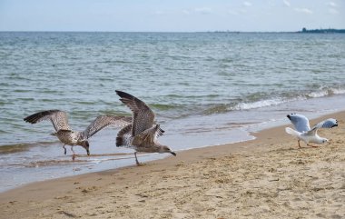 Kumlu bir sahilde üç martı gösteren dinamik bir yatay çekim. İki kuş hareketin ortasında yakalanıyor, koşuyor ya da kalkıyor, diğeri ise kanatlarını açıp yere iniyor.. 