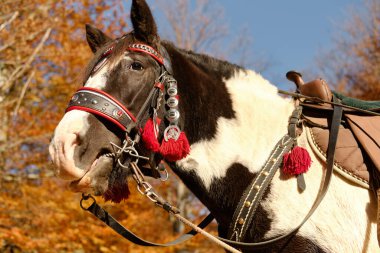 Kırmızı püsküllü geleneksel dizginleri olan bir atın sonbahar arkaplanına yakın plan çekimi. Binicilik kültürü ve hayvan portresi temaları için mükemmel..