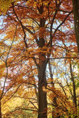 Güzel sonbahar ormanı ve mavi gökyüzü. Güneşli bir gün