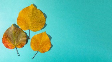 Minimalist flat lay of three vibrant orange yellow autumn leaves with natural texture and veins, arranged on a clean, bright blue background. Copy space, long banner