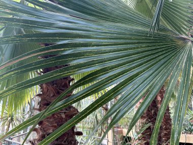 Yeşil bir palmiye ağacına yakın