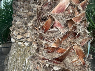 Bahçede hindistan cevizi ağacı